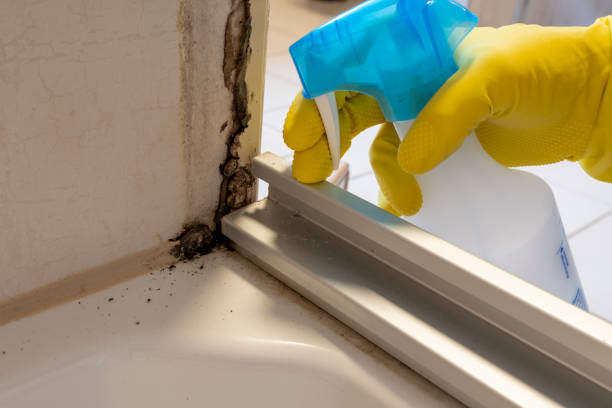 Best Same-Day Mold Removal  in Hiram, GA