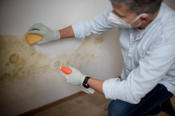 Best Home Mold Removal  in Hiram, GA