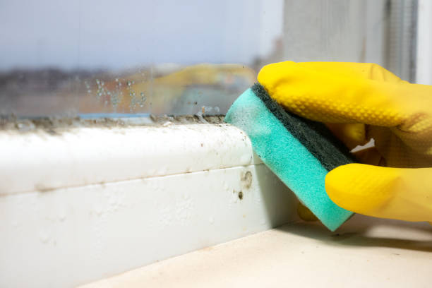 Best Black Mold Removal  in Hiram, GA