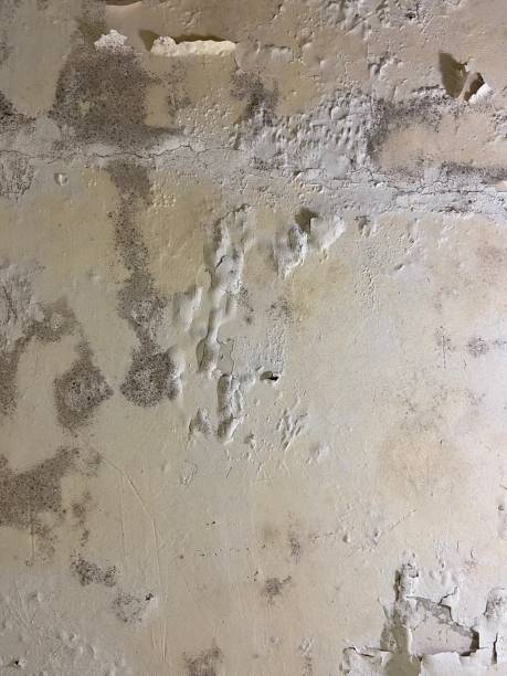 Best Toxic Mold Removal  in Hiram, GA