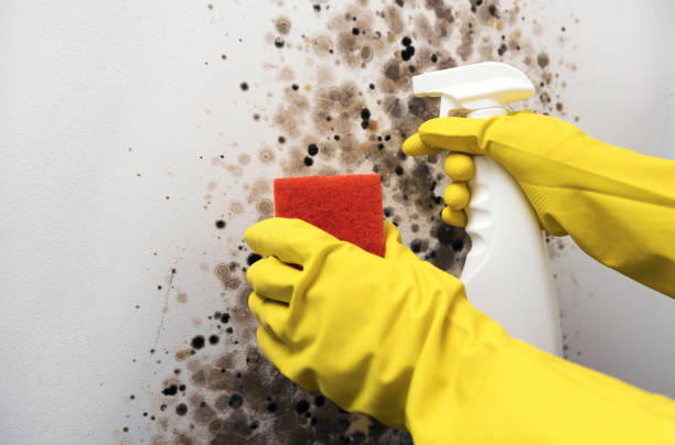 Best Crawl Space Mold Removal  in Hiram, GA