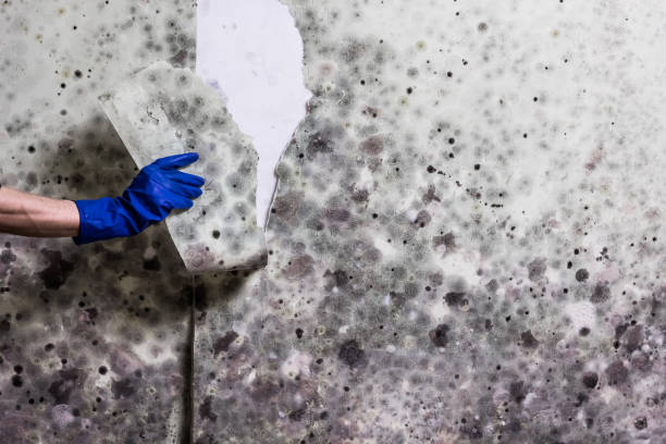 Best Mold Cleaning Services  in Hiram, GA